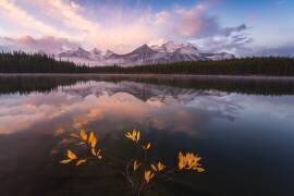 Vue de l'automne dernier (Yongnan Li) - Muzeo.com