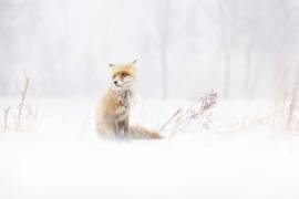 Waiting... (Doris Reindl) - Muzeo.com