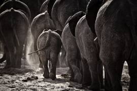 Walking Home (Ben McRae) - Muzeo.com