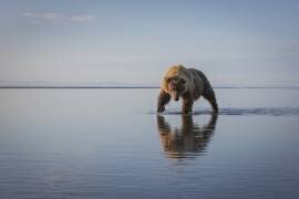Walking My Walk (Renee Doyle) - Muzeo.com