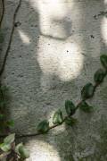 Wall, climbing plant (1x Studio III) - Muzeo.com