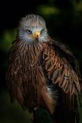 Watchful (Jose Parejo) - Muzeo.com