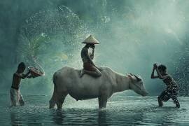 Water Buffalo (Vichaya) - Muzeo.com