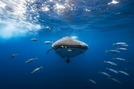 Whale shark escorted by a school of bonito (Gabriel Barathieu) - Muzeo.com