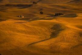 Wheat Field in Sunset (David Wang) - Muzeo.com