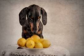 When Life Gives You Lemons... (Heike Willers) - Muzeo.com