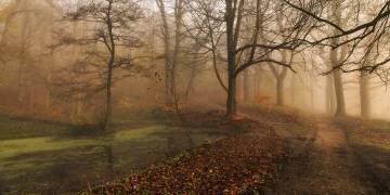 Which Path II (Leif Londal) - Muzeo.com