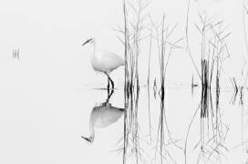 White (Zhecho Planinski) - Muzeo.com