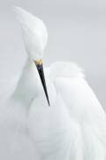 White beauty (Rostislav Kralik) - Muzeo.com