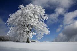 White Windbuche in Black Forest (Nicolas Schumacher) - Muzeo.com