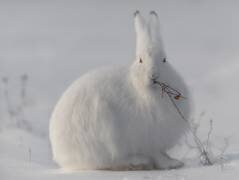 Wild arctic hare (Roberto Marchegiani) - Muzeo.com