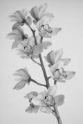 Orchidée sauvage (Igor Mandich) - Muzeo.com