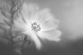 Wild rose in the wind (Lynn Grant) - Muzeo.com