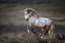 Wild Wild West (Verdon) - Muzeo.com