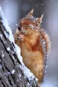 Winter (Ervin Kobakçi) - Muzeo.com