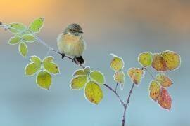 Winter colors (Andres Miguel Dominguez) - Muzeo.com
