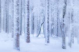 Winter forest (Stephanie Kleimann) - Muzeo.com