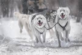 Winter sport (Larry Deng) - Muzeo.com