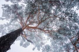 Winter tree lines (Ales Krivec) - Muzeo.com