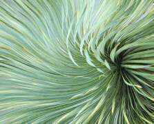 Winter Wind Dances (Robin Wechsler) - Muzeo.com