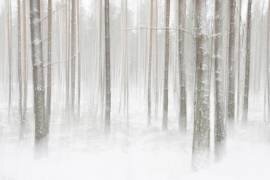 Winterforest in Sweden (Christian Lindsten) - Muzeo.com