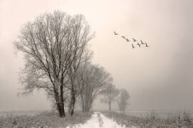 Winterlight (Lou Urlings) - Muzeo.com