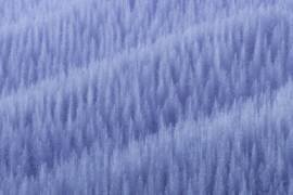 Winter's Pattern (Jingshu Zhu) - Muzeo.com