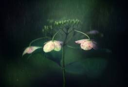 Withe hydrangea (Takashi Suzuki) - Muzeo.com