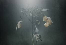 Withe hydrangea (Takashi Suzuki) - Muzeo.com