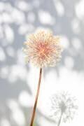 Withered flower, seed house 2 (1x Studio III) - Muzeo.com