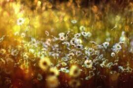 Wonderland (Stefan Eisele) - Muzeo.com