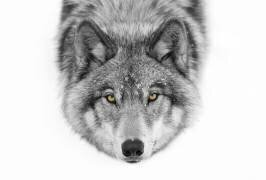 Yellow eyes - Timber Wolf (Jim Cumming) - Muzeo.com