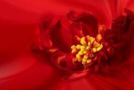 Yellow Stamen (Lydia Jacobs) - Muzeo.com