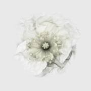 Yet another poppy (Lotte Gronkjar) - Muzeo.com