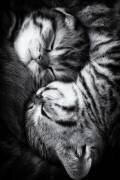 Yin and Yang (Andrea Jancova) - Muzeo.com