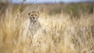 Jeune guépard (Joan Gil Raga) - Muzeo.com