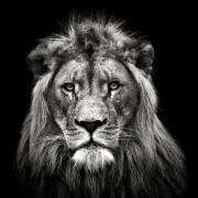 Young Male Lion (Christian Meermann) - Muzeo.com