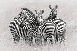 Zebras (Kirill Trubitsyn) - Muzeo.com
