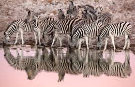 Zèbres des plaines au point d'eau à l'aube - Etosha Namibie (Óscar Díez Martínez) - Muzeo.com