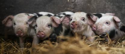 Quatre cochons (Gert van den Bosch) - Muzeo.com