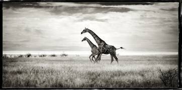 Cross-linked Giraffes in the Savannah of Etosha NP in Namibia (Philippe-Alexandre Chevallier) - Muzeo.com