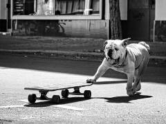 ... dogs just want to have fun ... (Claudia Leverentz) - Muzeo.com