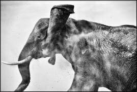Elephant taking a bath of dust - Chobe Botswana (Philippe-Alexandre Chevallier) - Muzeo.com