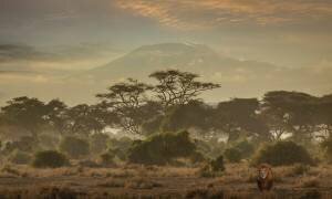 Lion (Panthera leo) solitary male in savannah with Kilimanjaro on the horizon, Amboseli National Park, Kenya (Angelo Cavalli) - Muzeo.com