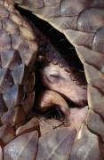 Malayan Pangolin - Asia; Sleeping Pangolin from Malaysia - Asia (Roland Seiter) - Muzeo.com