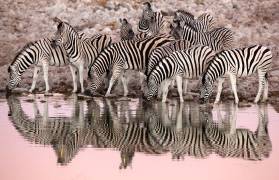 Plains zebras at the waterhole at dawn - Etosha Namibia (Óscar Díez Martínez) - Muzeo.com