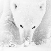 Polar Bear (Ursus maritimus), snow-smelling male, West Hudson Bay, Churchill, Manitoba, Canada (Russell Millner) - Muzeo.com