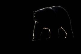 Polar bear (Ursus maritimus) walking on the shore against the light, Barter Island, Northern Arctic Circle, Alaska. (Patrick Kientz) - Muzeo.com