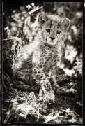 Portrait of a month-old Cheetah in Namibia; Rehabilitation center for felines at 2150 m altitude, managed by Olivier and Alain Houalet (Philippe-Alexandre Chevallier) - Muzeo.com