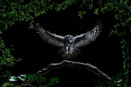 Tawny owl (Strix aluco) hunting in flight at night, Salamanca, Castilla y León, Spain (Mario Cea Sanchez) - Muzeo.com